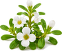Bacopa Monnieri