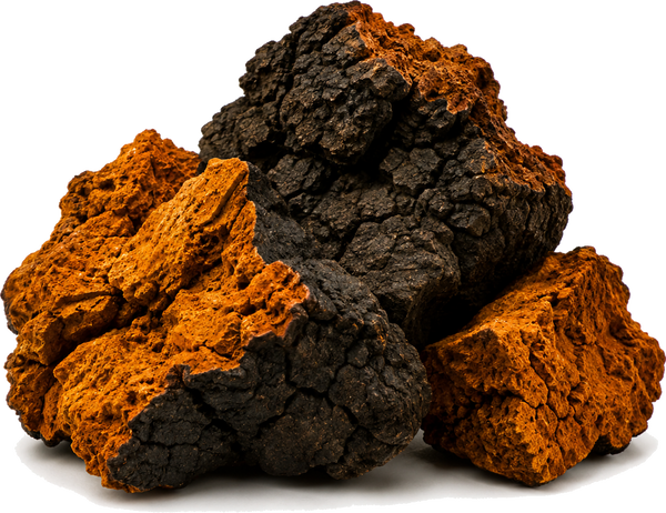 Chaga Mushroom