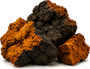 Chaga Mushroom