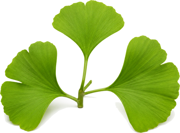 Ginkgo Biloba