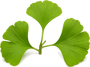 Ginkgo Biloba Extract