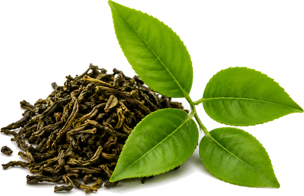 Green Tea Extract