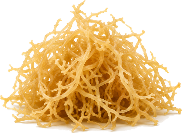 Irish Sea Moss
