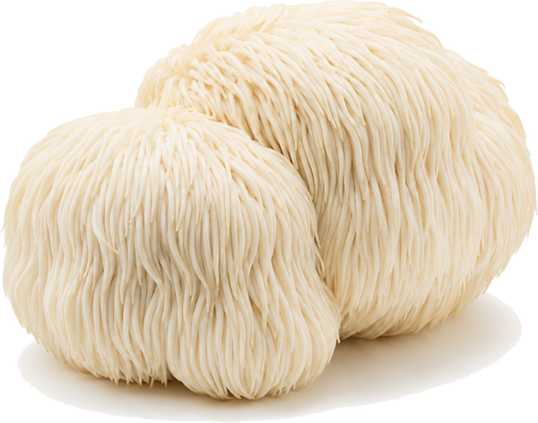 Lion's Mane Mushroom
