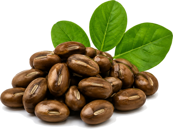 Mucuna Pruriens