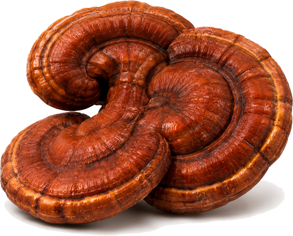 Reishi Mushroom
