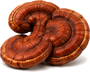 Reishi Mushroom